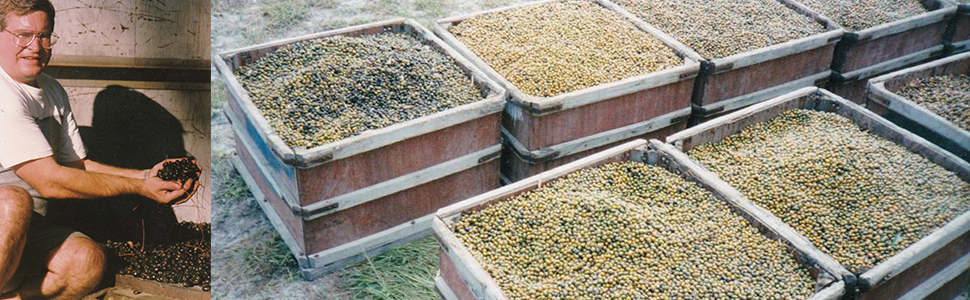 crates of harvested saw palmetto berries
